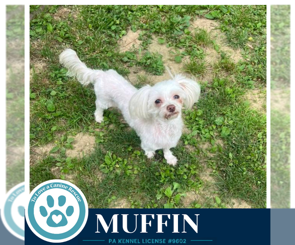 Medium Photo #1 Maltese Puppy For Sale in Kimberton, PA, USA