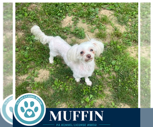 Maltese Dogs for adoption in Kimberton, PA, USA