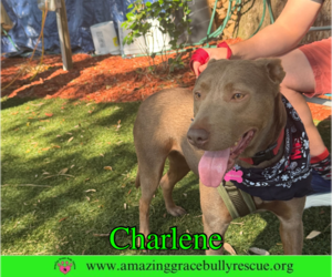 Charlene (Char) - Female Labrador Retriever-Unknown Mix Dog for Adoption - Photo #8