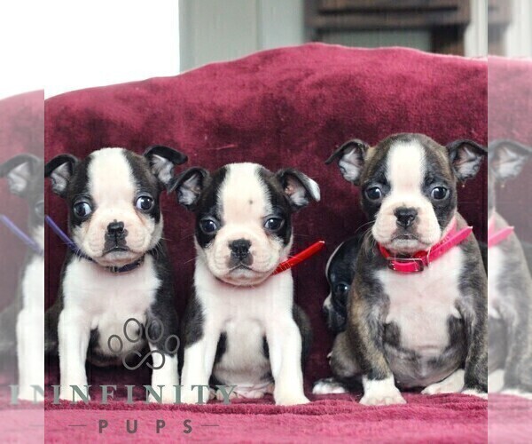 Medium Photo #2 Boston Terrier Puppy For Sale in PORT ROYAL, PA, USA