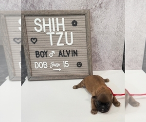 Medium Shih Tzu