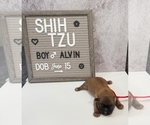 Puppy 1 Shih Tzu