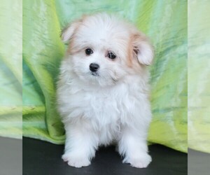 Maltipom Puppy for sale in ROCK VALLEY, IA, USA