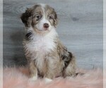 Small Photo #4 Aussiedoodle Puppy For Sale in FREDERICKSBG, OH, USA