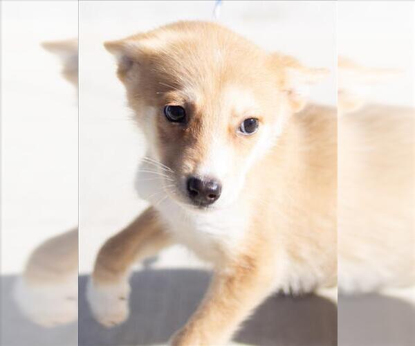 Medium Photo #2 Siberian Husky Puppy For Sale in Tracy, CA, USA