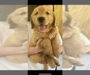 Golden Retriever Puppy for sale in BOSTON, MA, USA