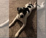 Small #2 Mutt