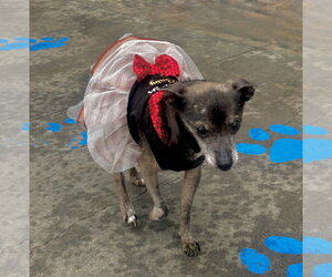 Blanche - Female Chihuahua Dog for Adoption - Photo #4