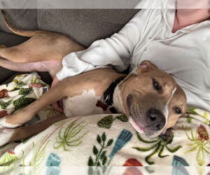 Mutt Dogs for adoption in Louisville, KY, USA