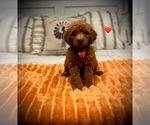 Puppy Cider Goldendoodle (Miniature)