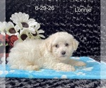 Small #2 Bichon Frise