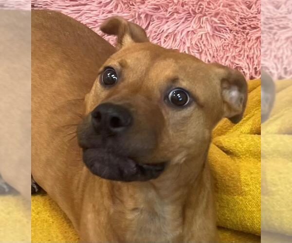 Medium Photo #2 Black Mouth Cur-Unknown Mix Puppy For Sale in Texas City, TX, USA