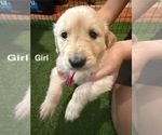 Puppy Pink Golden Retriever