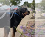 Small Photo #4 Rottweiler Puppy For Sale in Omaha, NE, USA