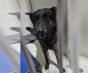 German Shepherd Dog Dogs for adoption in Bakersfield, CA, USA