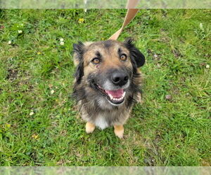 German Shepherd Dog-Unknown Mix Dogs for adoption in McKinleyville, CA, USA