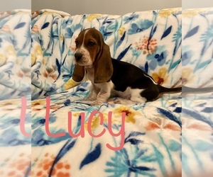 Basset Hound Puppy for sale in VILLA RIDGE, MO, USA