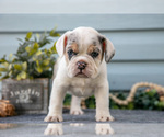 Puppy Roxy Beabull