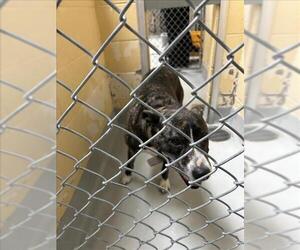 Mutt Dogs for adoption in Tulsa, OK, USA