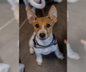 Pepin - Male Mutt Dog for Adoption - Photo #2