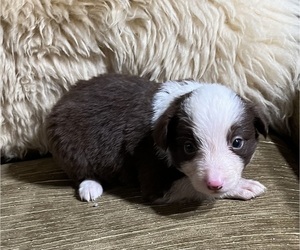 Border Collie Puppy for Sale in HORSESHOE BEND, Idaho USA