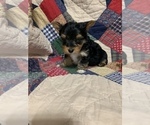 Small Photo #19 Yorkshire Terrier Puppy For Sale in JOHNSTON CITY, IL, USA