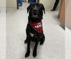 Labrador Retriever-Unknown Mix Dogs for adoption in Modesto, CA, USA