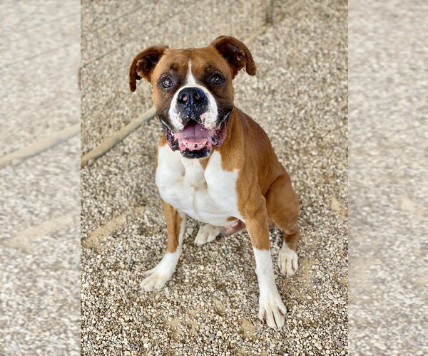 Medium Photo #3 Boxer Puppy For Sale in Austin, TX, USA