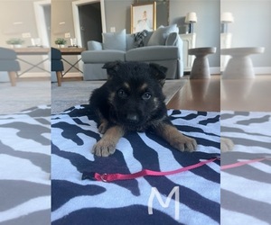German Shepherd Dog Puppy for sale in GREENVILLE, NC, USA