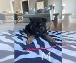 Small Photo #1 German Shepherd Dog Puppy For Sale in GREENVILLE, NC, USA