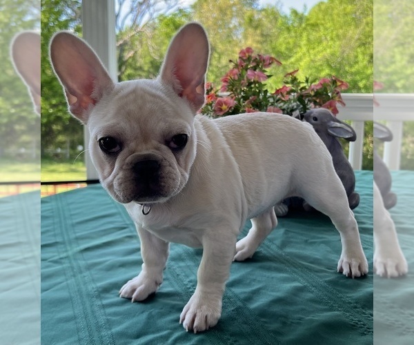 Medium Photo #15 French Bulldog Puppy For Sale in BOLIVAR, MO, USA