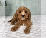 Small #5 Cavapoo
