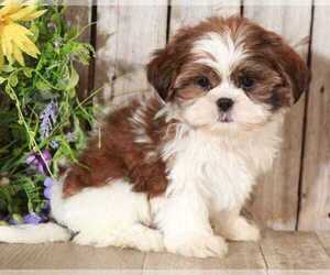 Shih Tzu Puppy for sale in MOUNT VERNON, OH, USA