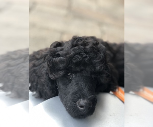 Medium Photo #16 Poodle (Standard) Puppy For Sale in LADY LAKE, FL, USA