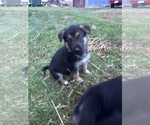 Small Photo #6 German Shepherd Dog Puppy For Sale in WADENA, MN, USA