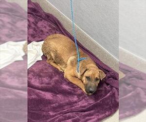 Chinese Shar-Pei-Unknown Mix Dogs for adoption in Las Vegas, NV, USA