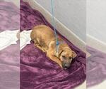 *TIANA - Female Chinese Shar-Pei-Unknown Mix Dog for Adoption - Small photo