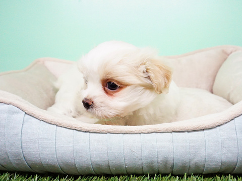 Medium Photo #5 -Shih Tzu Mix Puppy For Sale in LA MIRADA, CA, USA