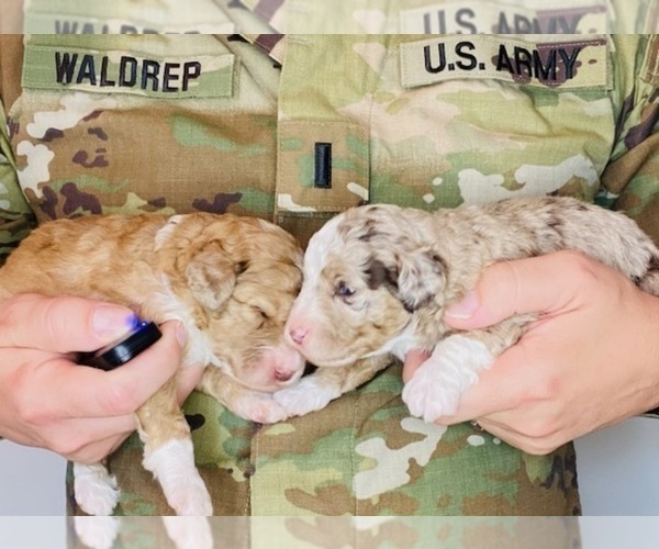 Medium Photo #2 Aussiedoodle Miniature -Poodle (Miniature) Mix Puppy For Sale in GUNTERSVILLE, AL, USA