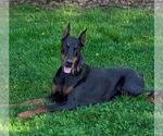 Small Photo #1 Doberman Pinscher Puppy For Sale in NEWMANSTOWN, PA, USA