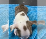 Small #9 Boston Terrier