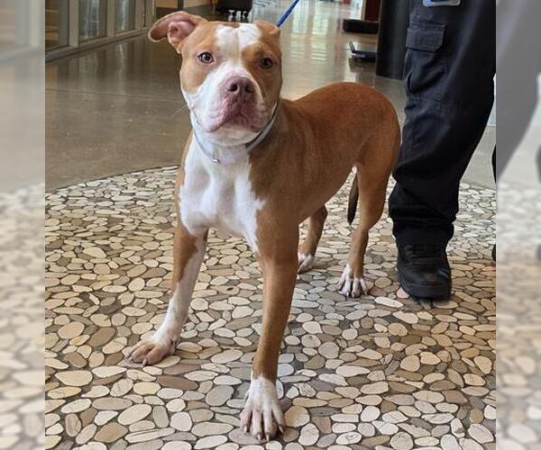 Medium Photo #1 American Pit Bull Terrier Puppy For Sale in Houston, TX, USA