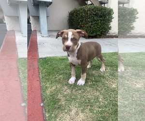 American Bully Puppy for sale in OCEANO, CA, USA