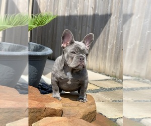 French Bulldog Puppy for sale in SPRING, TX, USA