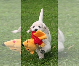English Cream Golden Retriever Puppy for sale in MARSHFIELD, WI, USA