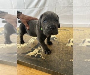 Cane Corso Puppy for sale in JERSEY CITY, NJ, USA