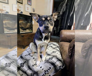 Labrador Retriever-Unknown Mix Dogs for adoption in St. Louis Park, MN, USA