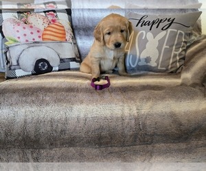 Golden Retriever Puppy for Sale in CLAREMORE, Oklahoma USA