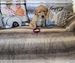 Small Golden Retriever