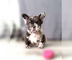 Puppy Puppy 1 French Bulldog